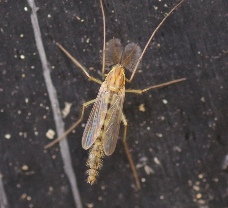 5b9f7db891-mosca16set7.jpg