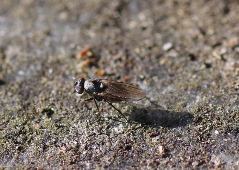 5ba00d438c-mosca17set4.jpg