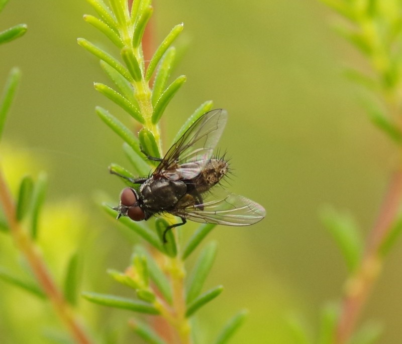 5ba16af778-mosca29xul2.jpg