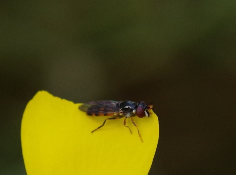 5ba16c307c-mosca29xul3.jpg