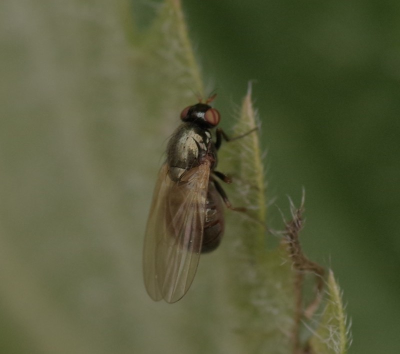 5ba2ab6d8f-mosca19set1.jpg