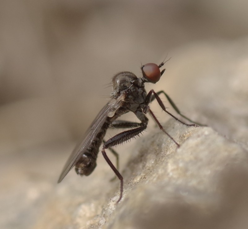 5ba2ad5fd5-mosca19set3.jpg