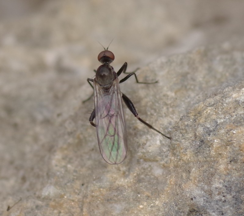 5ba2ad601e-mosca19set4.jpg