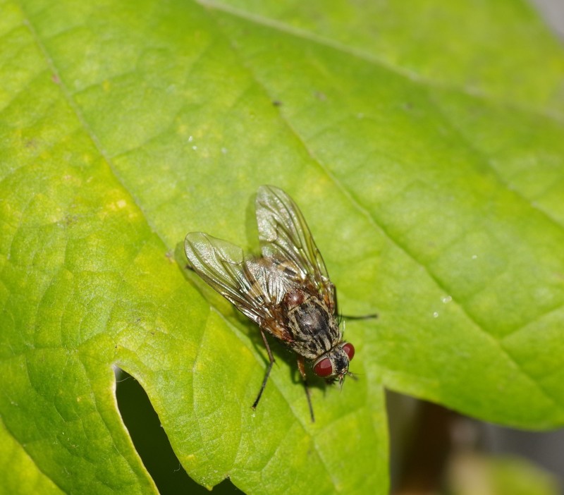 5bc445b48b-mosca14out.jpg
