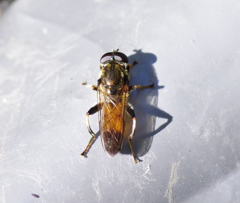 5bc6323de4-mosca16out.jpg
