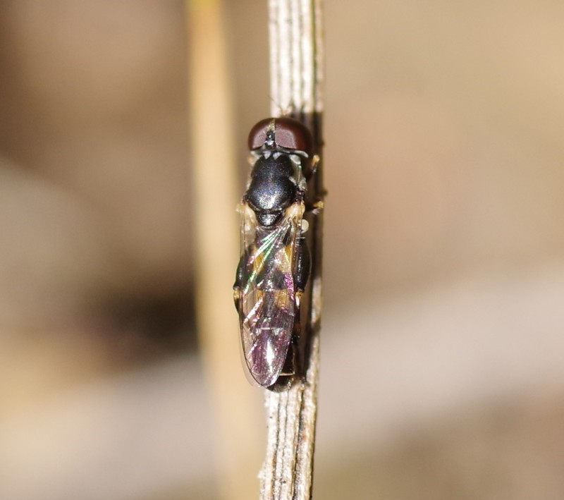 5bcb6cefb4-mosca20out.jpg