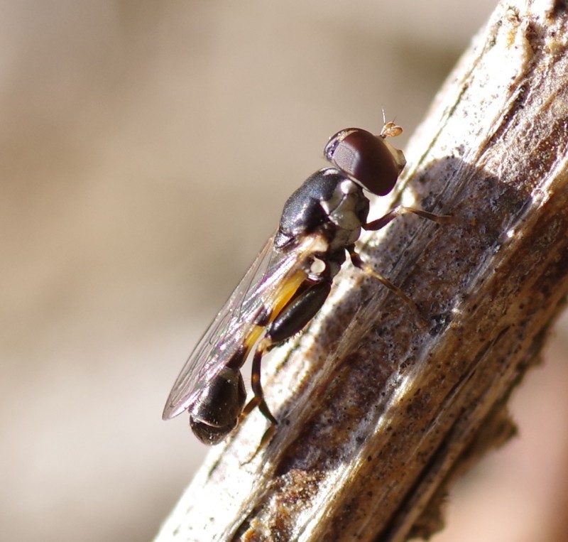 5bcb6cefee-mosca20out1.jpg