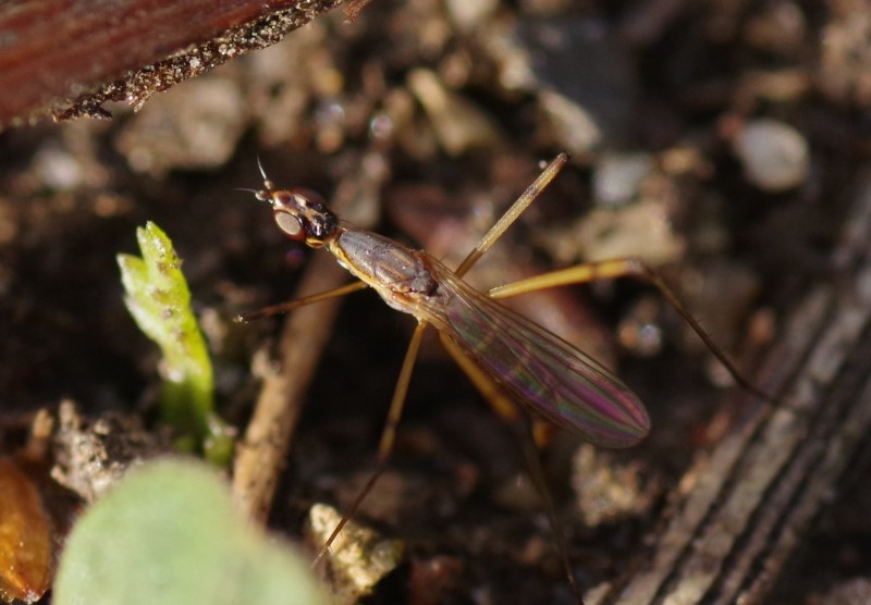 5bccc9b273-mosca21out.jpg