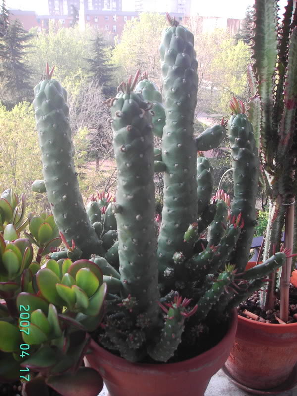 5Cactus1.jpg