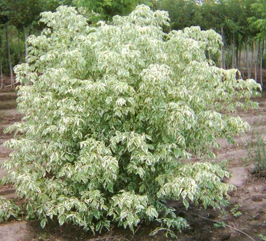 %5Cimagenes%5Cacer%20negundo%20variegata%20alba%20%20arbusto.jpg