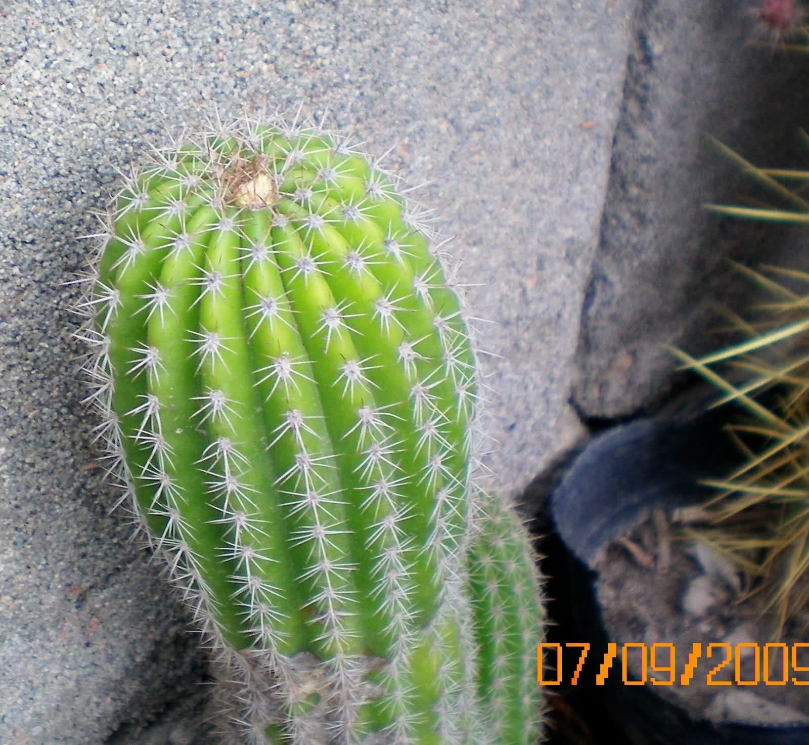 5d04nr.jpg