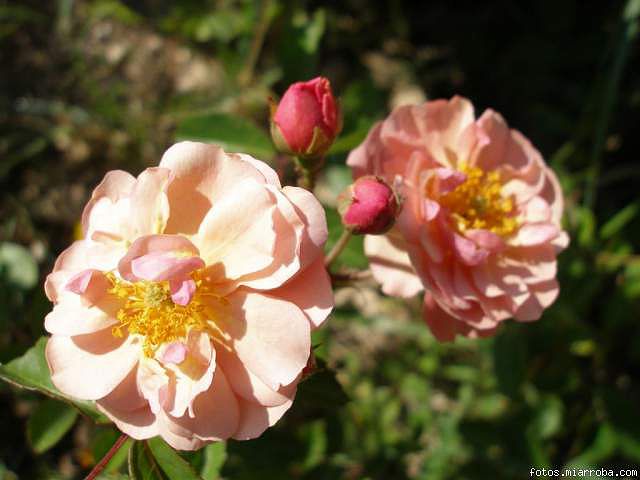 5e4b3266.jpg