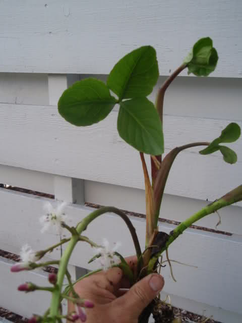 5pcu9.jpg
