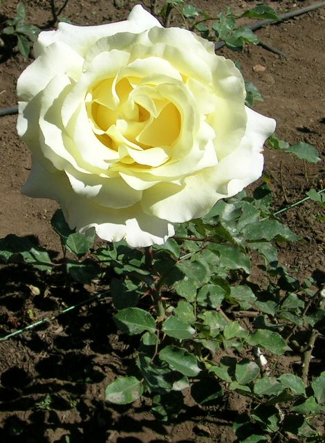 6%20abril%2006%20001.jpg