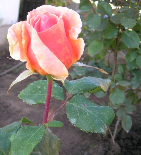 6%20abril%2006%20006.jpg