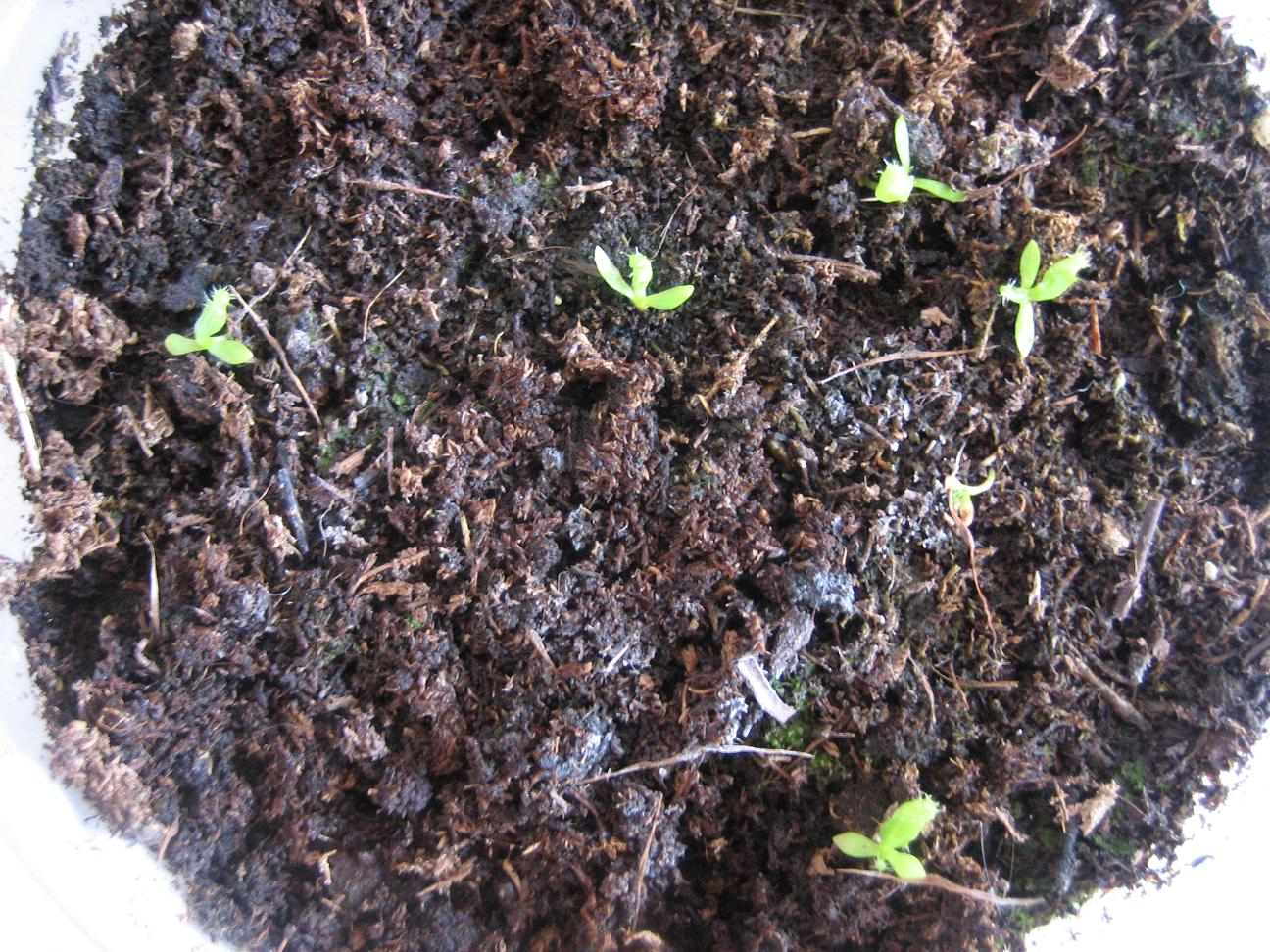 6%20nepenthes%20juntas%20Red..JPG
