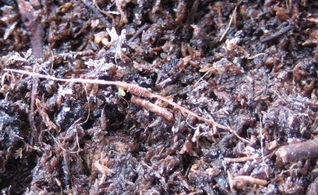 6%AA%20Semilla%20nepenthes%2030-1-06.JPG