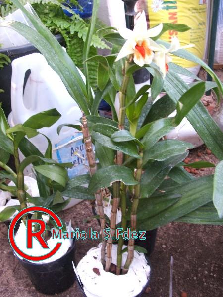 600DENDROBIUM_DAWN_MAREE.JPG