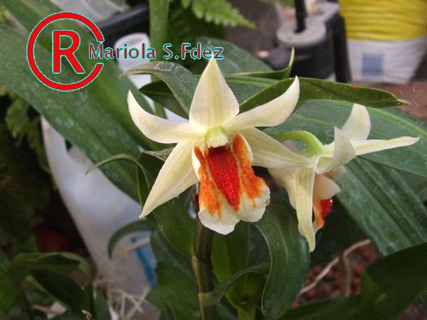 600DENDROBIUM_DAWN_MAREE_1.JPG