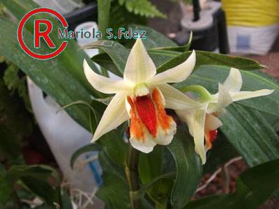 600DENDROBIUM_DAWN_MAREE_1.JPG