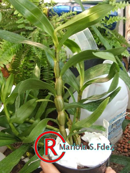 600DENDROBIUM_FORMOSUM_X_SCABRILINGUE.JPG