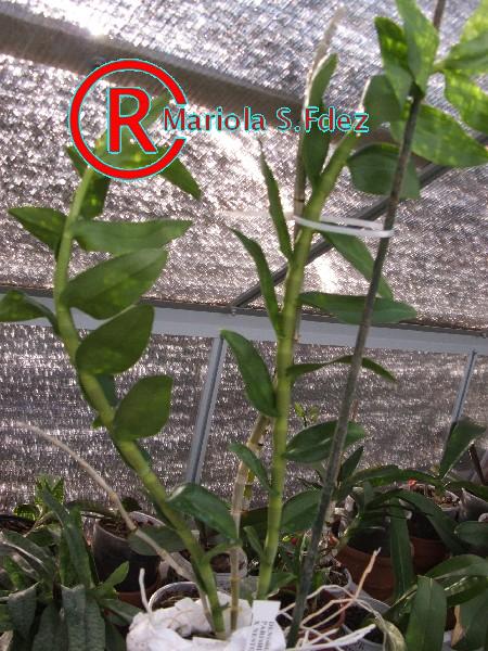 600DENDROBIUM_PARISHII_X_NESTOR.JPG