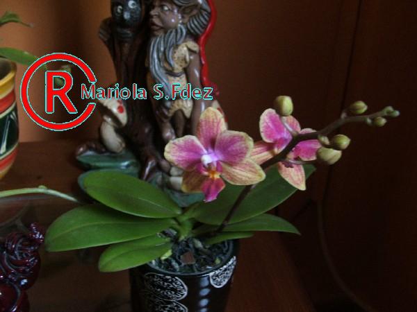 600DSCF7019.JPG
