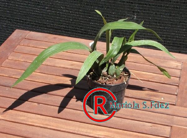 600ENCICLIA_COCHLEATA_X_VITELLINA.JPG