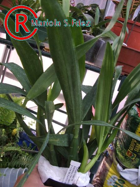 600EPIDENDRUM_PRISMATOCARPUM_X_COCHLEANTUM.JPG