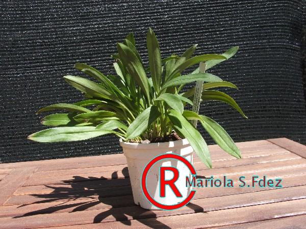 600masdevallia_davish_george_x_contricta.JPG