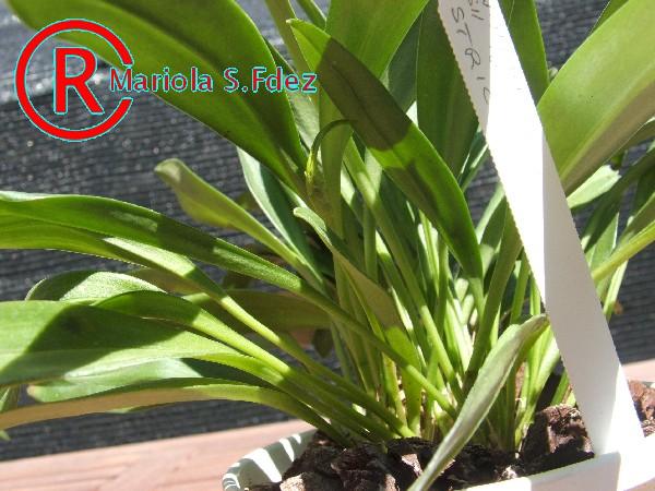 600masdevallia_davish_george_x_contrictaF.JPG