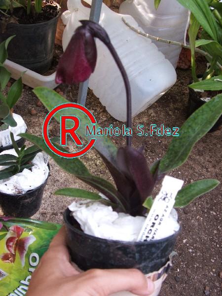 600PAPHIOPEDILUM_RUBY_LEOPARD_VINI_X_CHARLESWORTHII.JPG
