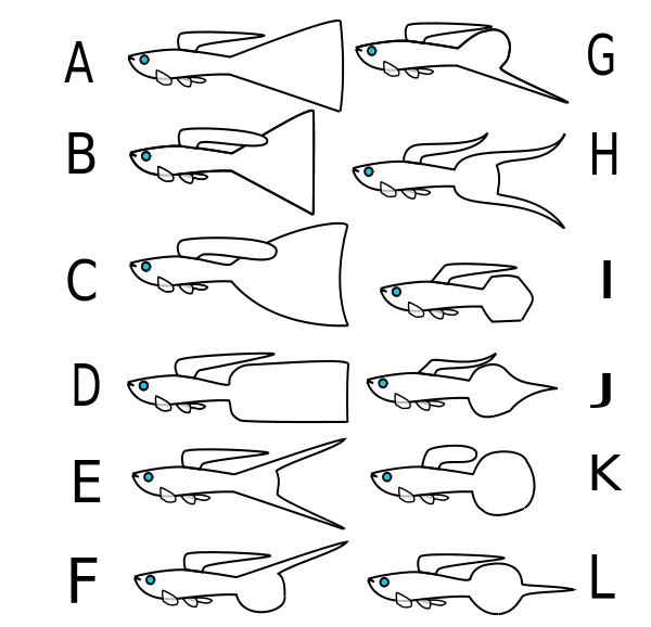 600px-Guppy-standards-grafik.svg.png