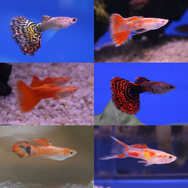 600px-Guppy_breeds.jpg