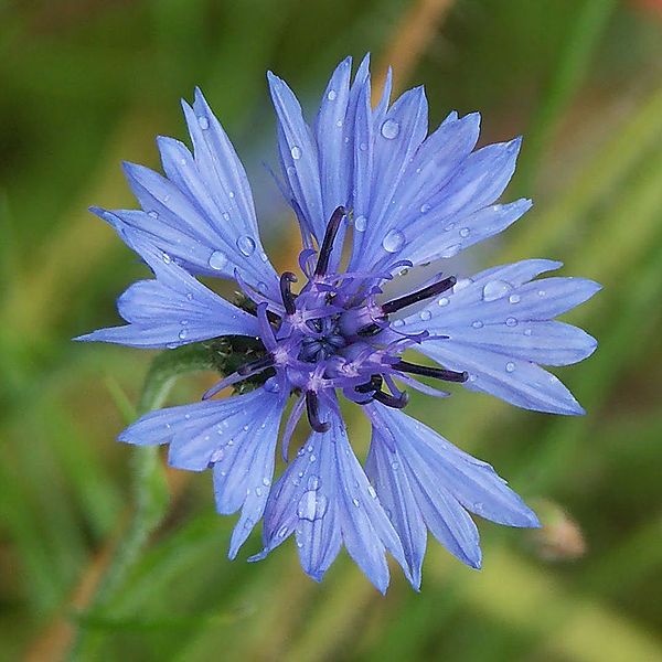 600px-Kornblume02.jpg