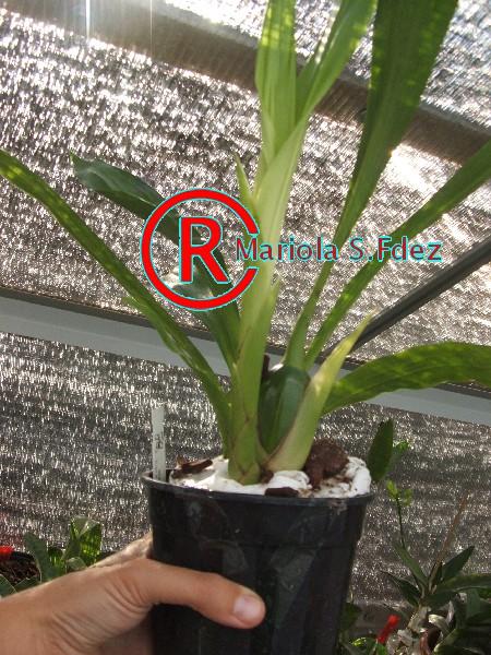 600ZYGOPETALUM_HYBRID_0041.JPG