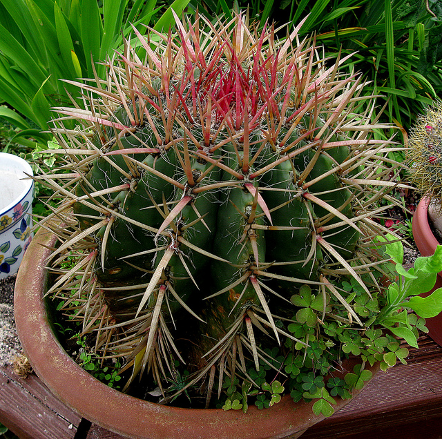6059887429_13cf689743_z.jpg