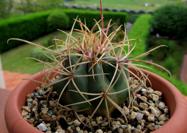 6080574115_9eb225b9db_z.jpg
