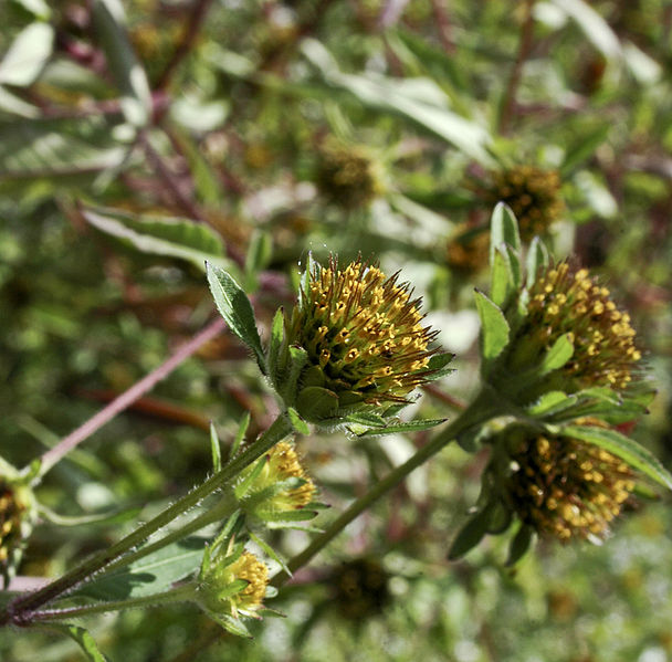 608px-Bidens_frondosa.jpg