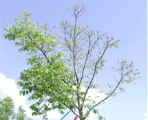 6108_525.gif