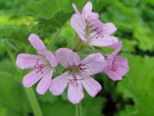 6120-pelargonium-attar-of-roses-pelargonie-1.jpg
