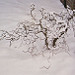 6141771_b36c0c22fd_s.jpg