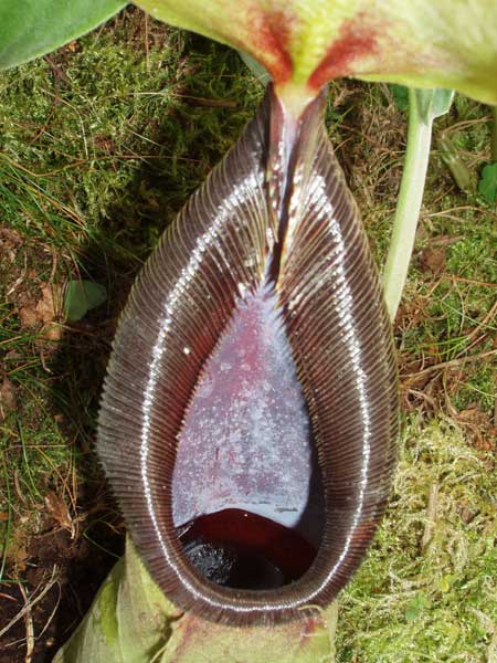62013321.jpg
