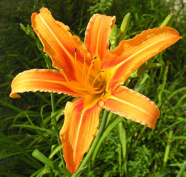 631px-Daylily_(Hemerocallis_fulva)_v2.jpg