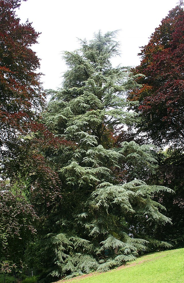 640px-Cedrus_deodara_JPG1b.jpg