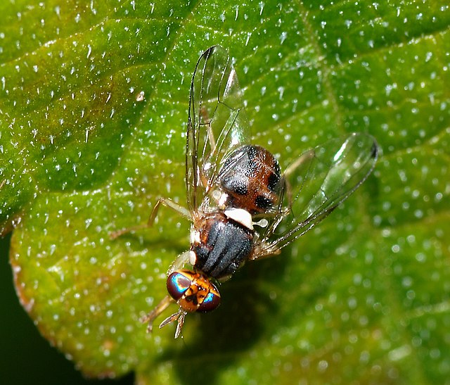 640px-Fly_December_2007-11.jpg