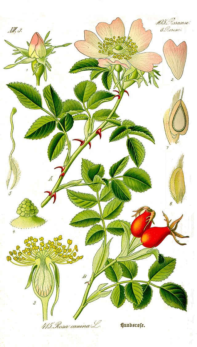 640px-Illustration_Rosa_canina1.jpg