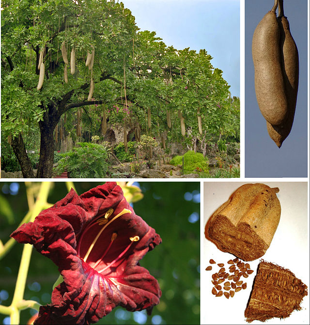 640px-Kigelia_africana_compose.jpg