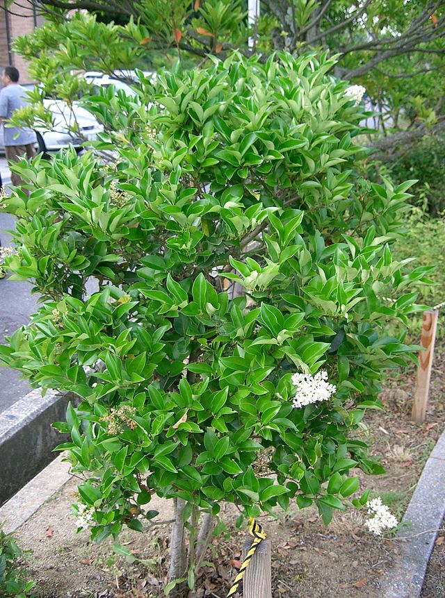 640px-Ligustrum_japonicum_05.jpg