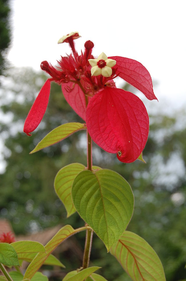 640px-Mussaenda_erythrophylla02.JPG